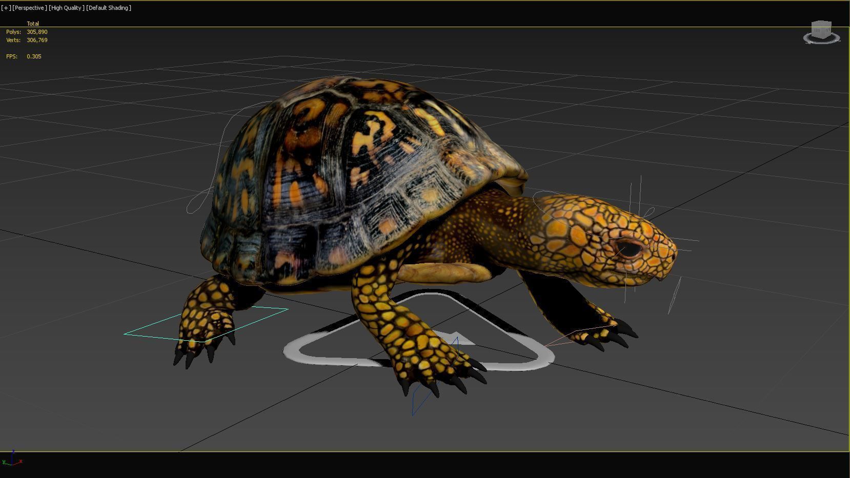 Turtle tortoise 3D model_13