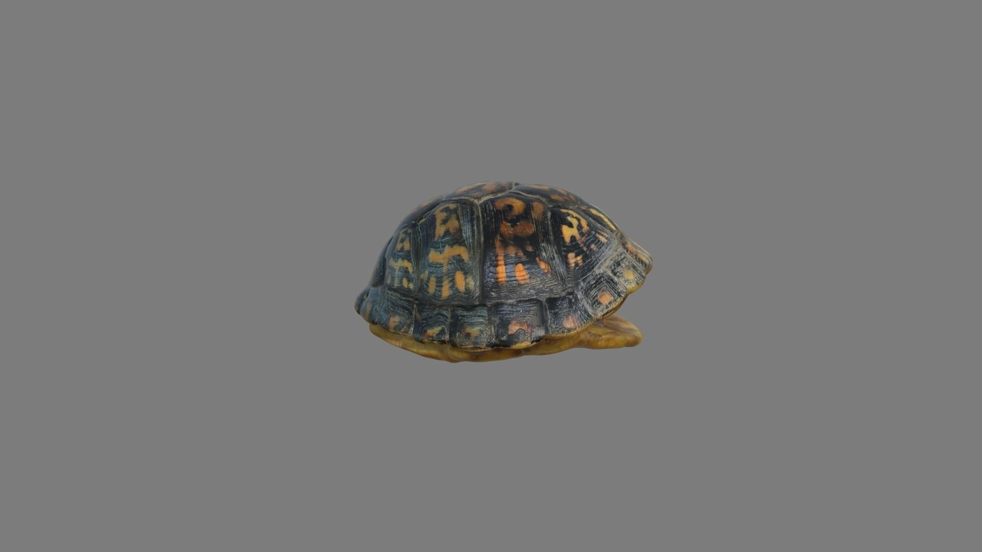Turtle tortoise 3D model_9