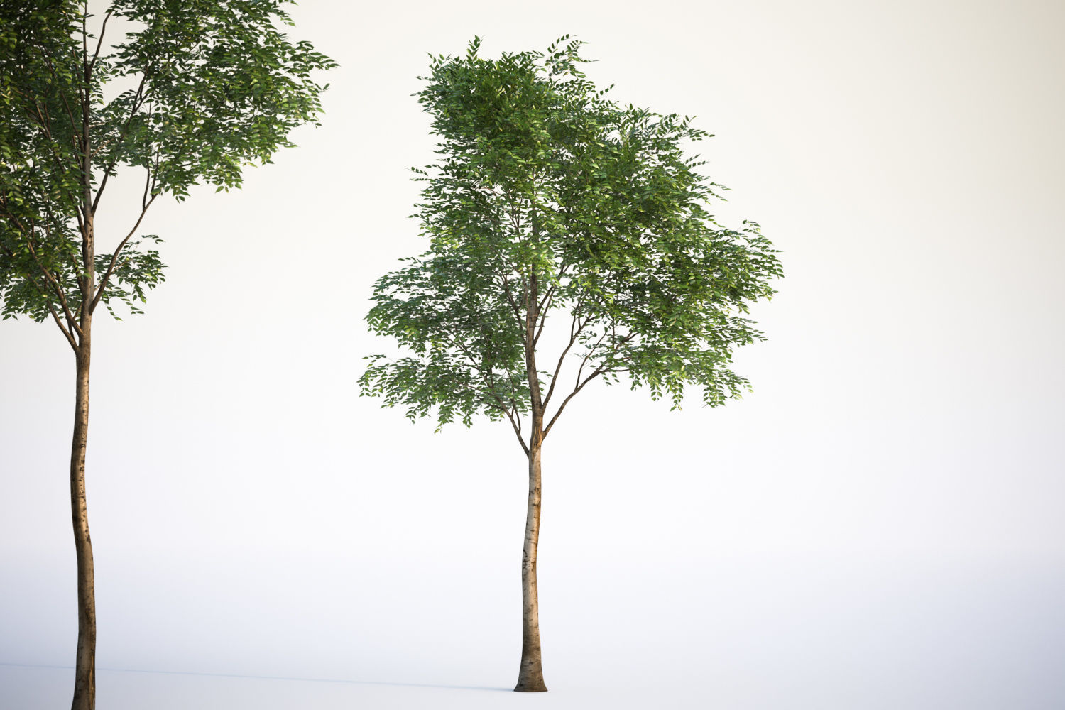 Trees with dense round crowns 3D model_3
