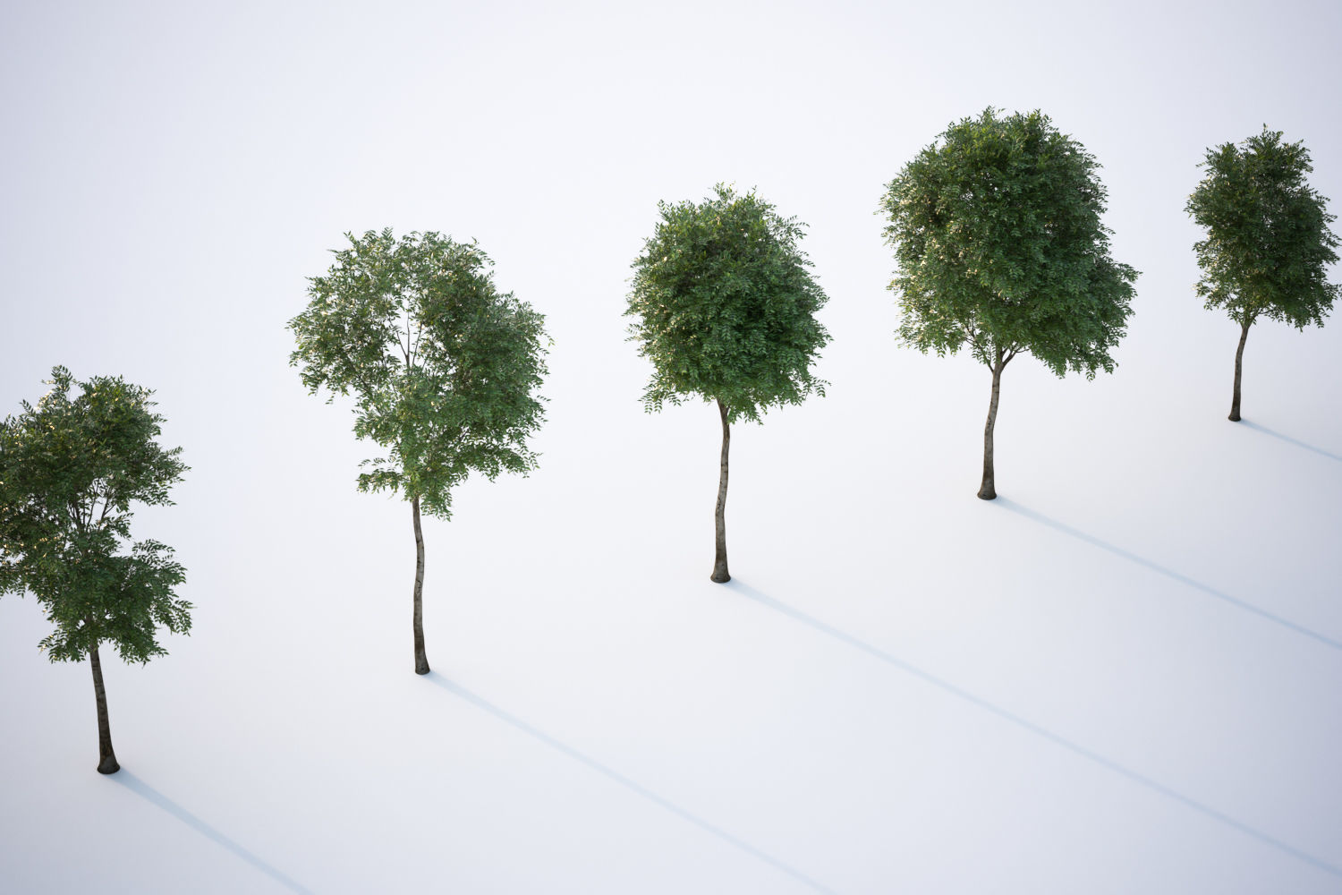 Trees with dense round crowns 3D model_2