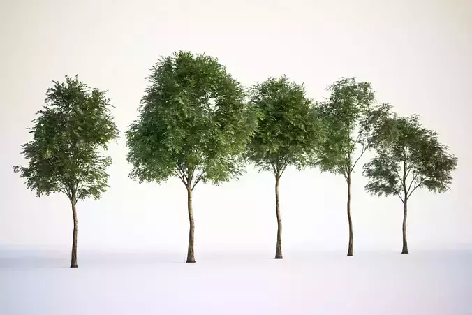 Trees with dense round crowns 3D model