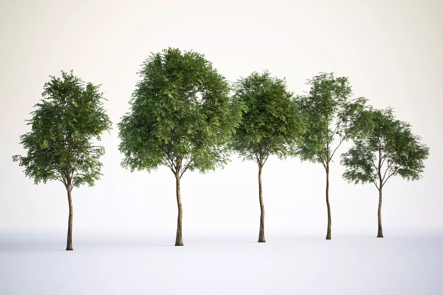 Trees with dense round crowns 3D model_0