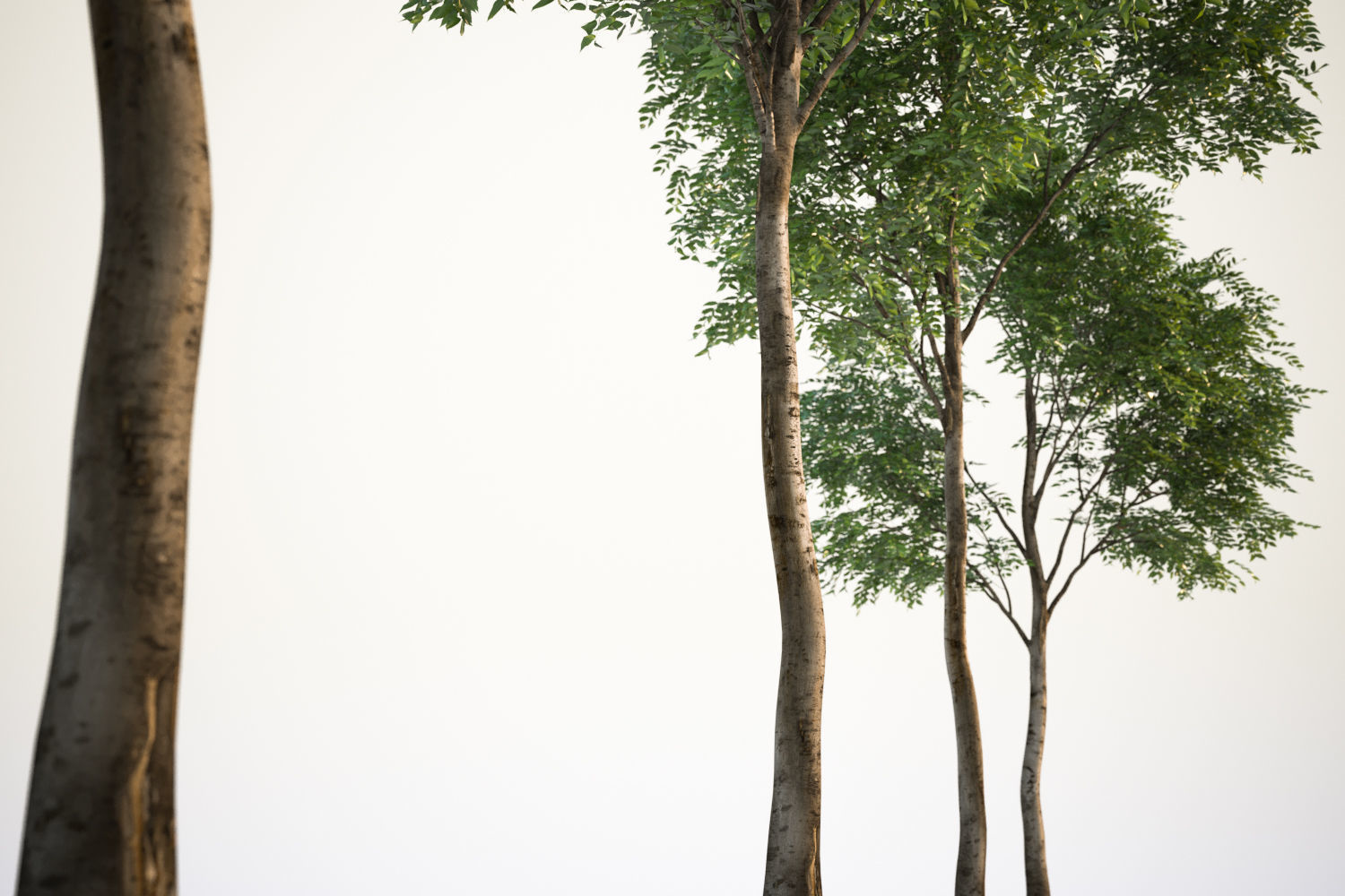 Trees with dense round crowns 3D model_4
