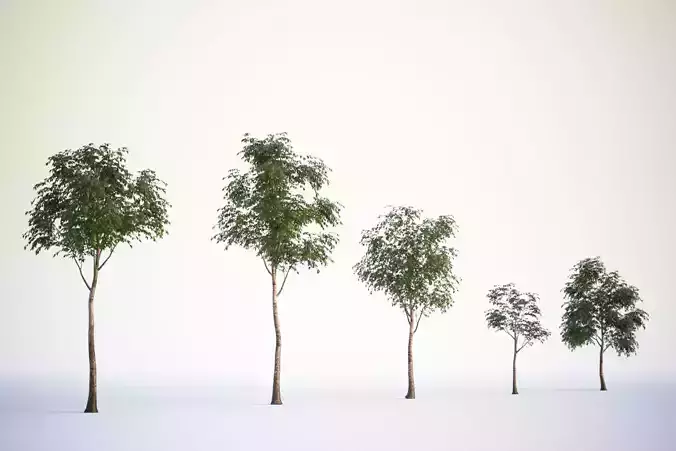 Trees in pots
