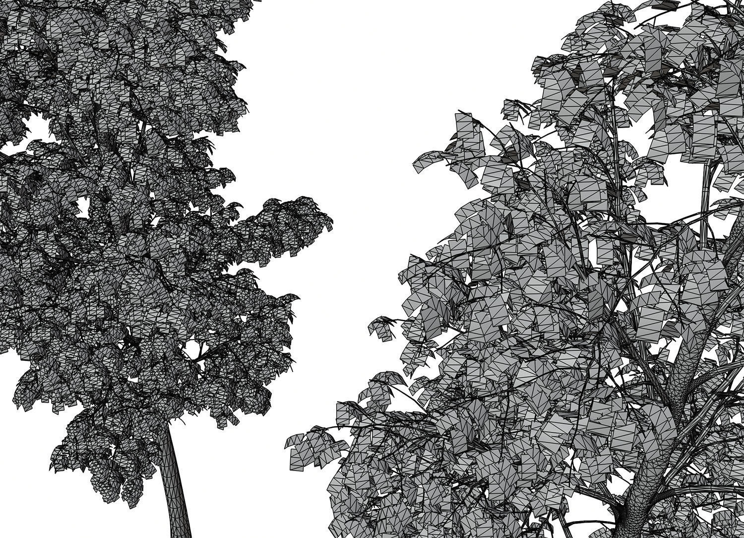 Tall deciduous trees 3D model_8