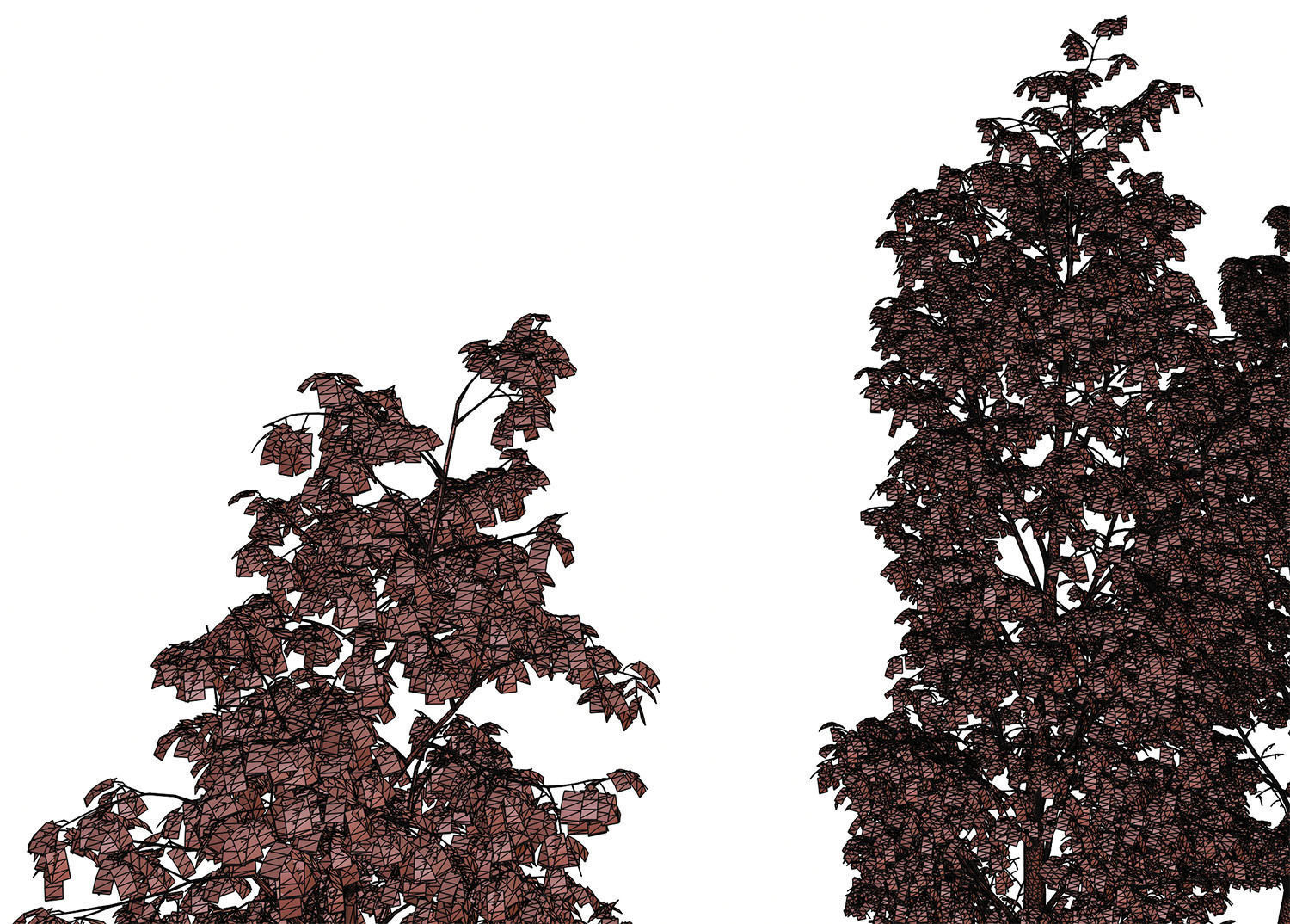 Tall deciduous trees 3D model_14