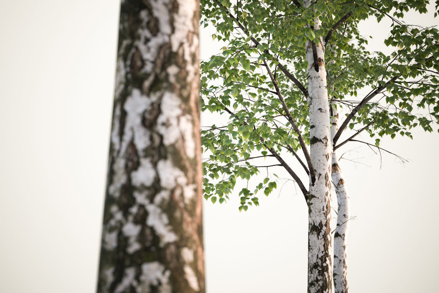 Tall deciduous trees 3D model_2