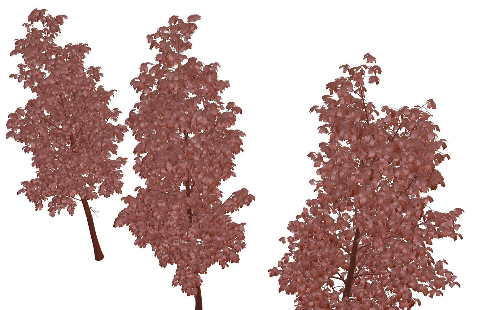 Tall deciduous trees 3D model_12