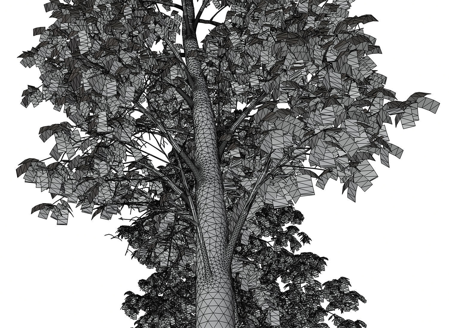 Tall deciduous trees 3D model_9