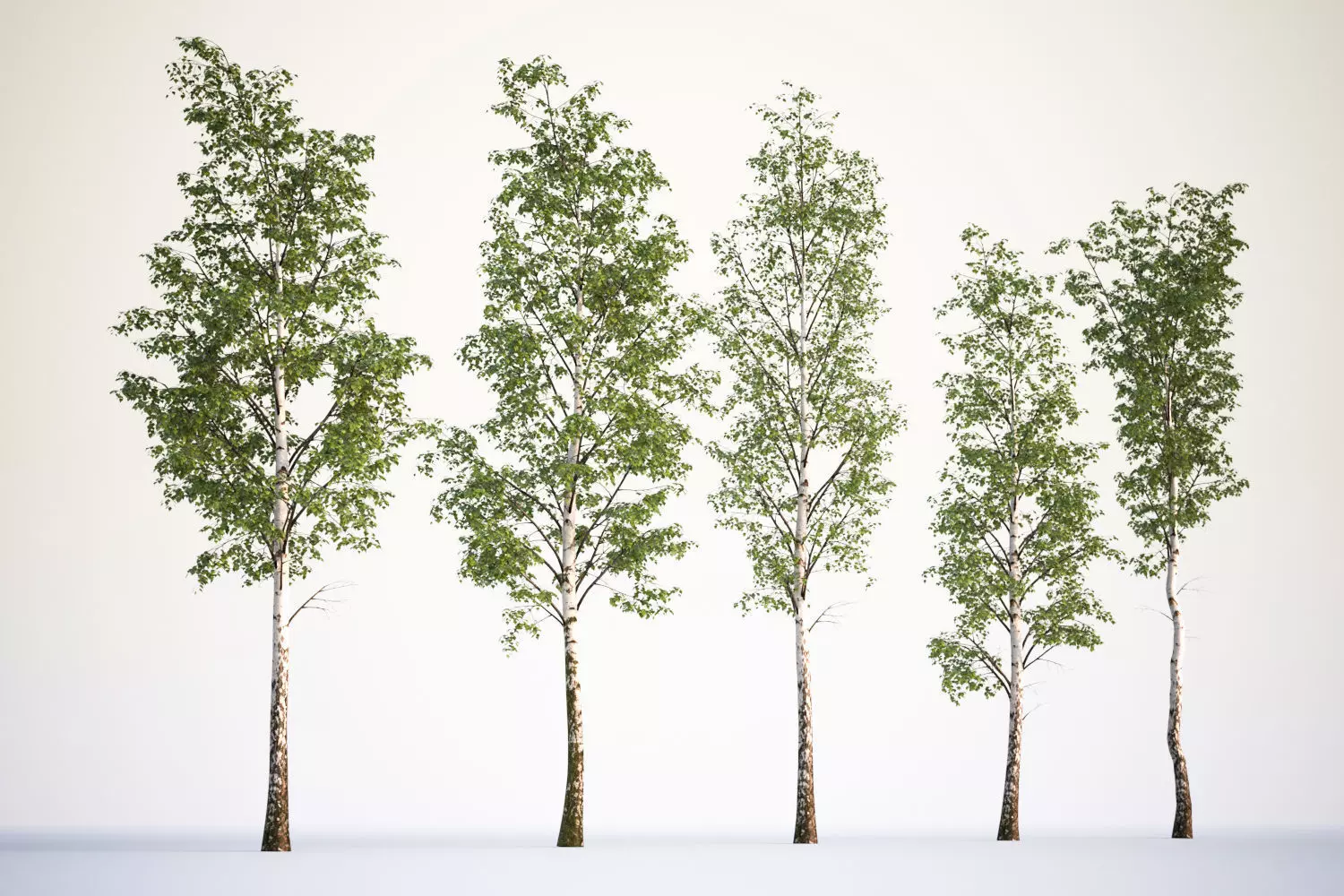 Tall deciduous trees 3D model_0
