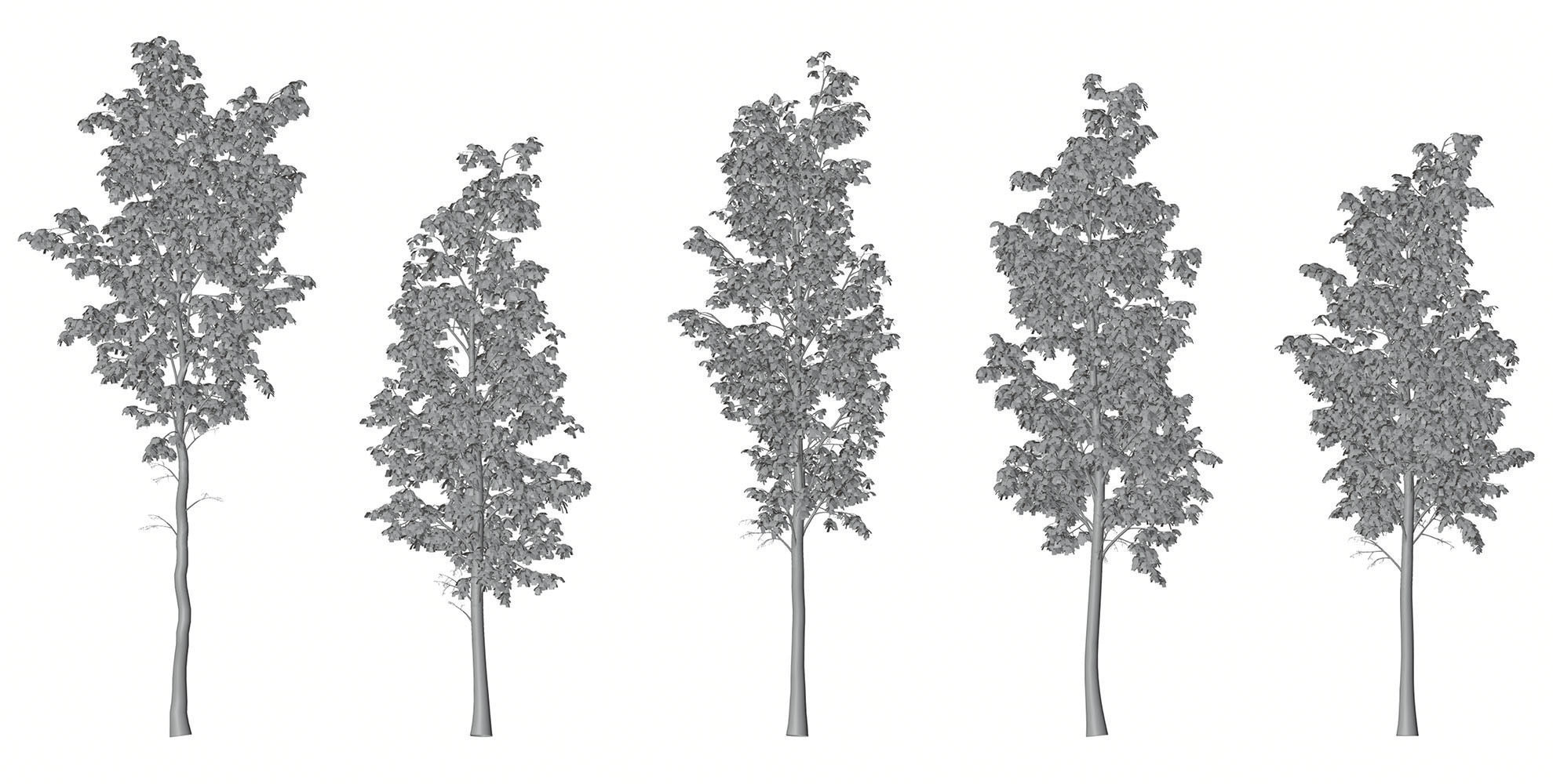 Tall deciduous trees 3D model_5