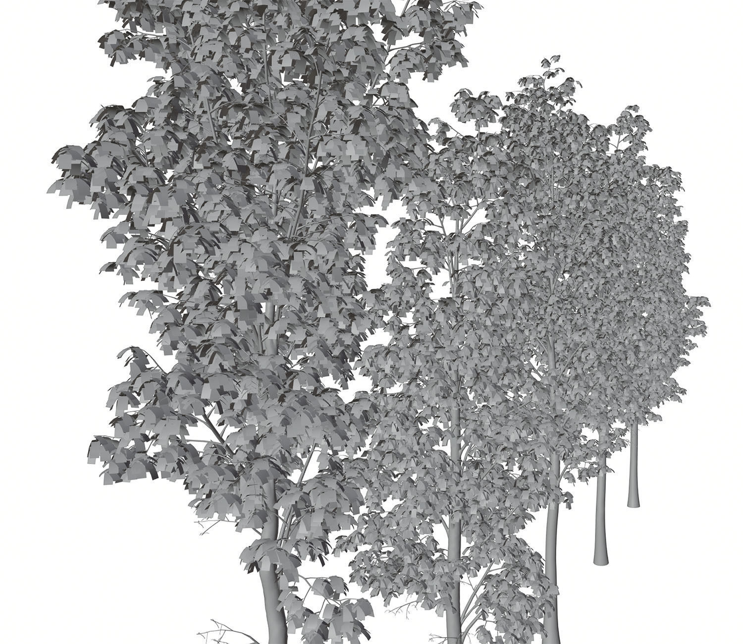 Tall deciduous trees 3D model_6