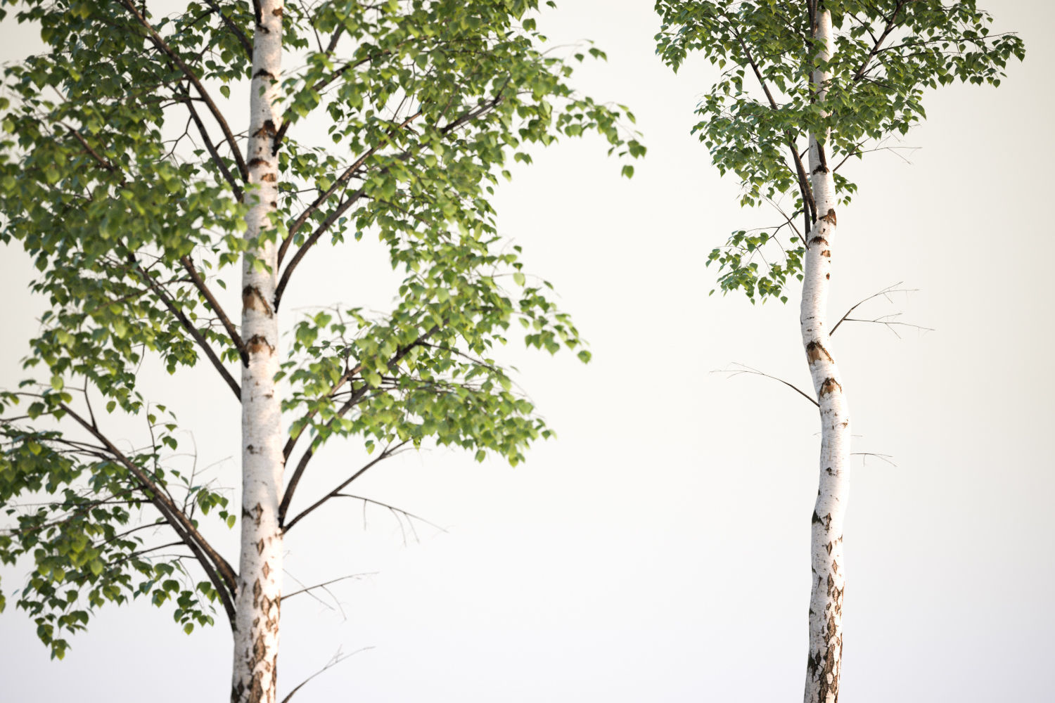 Tall deciduous trees 3D model_4