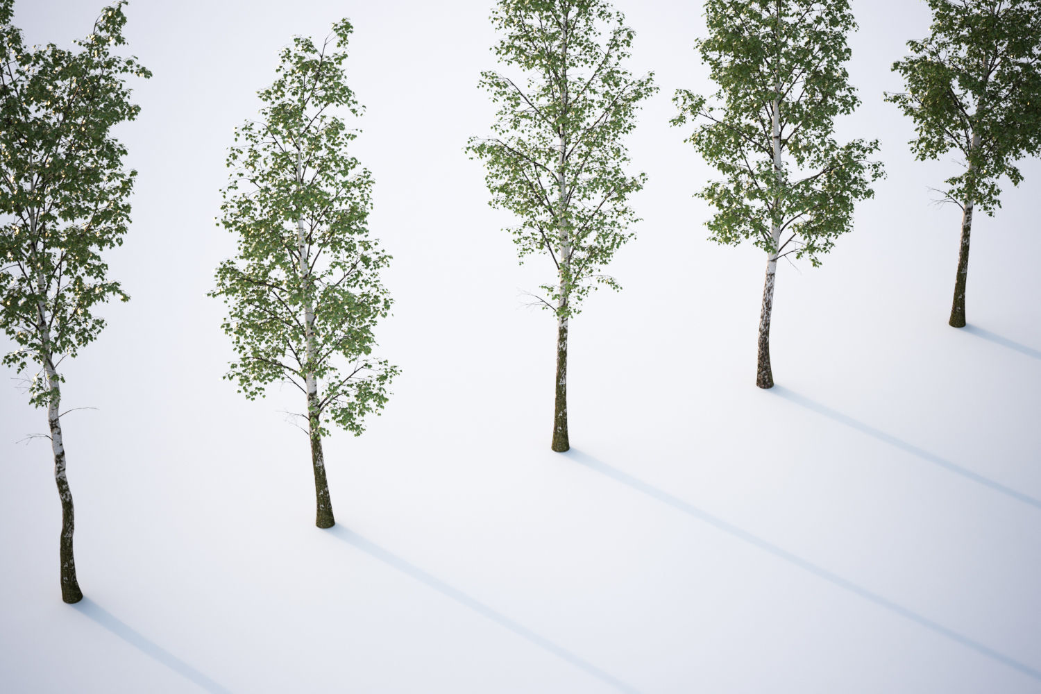 Tall deciduous trees 3D model_3