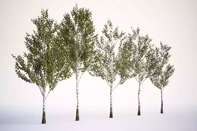 Set of deciduous trees