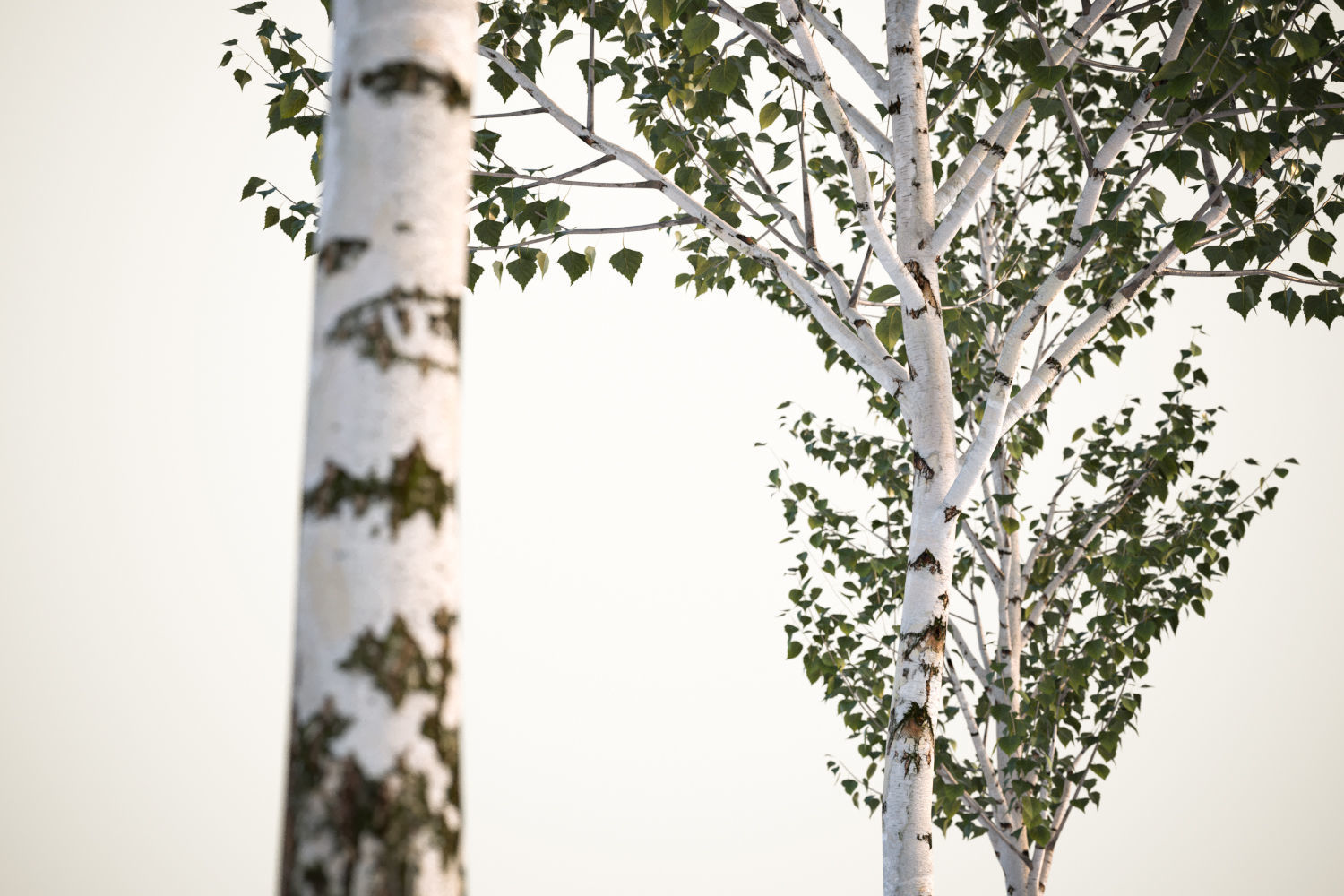 Set of deciduous trees 3D model_2