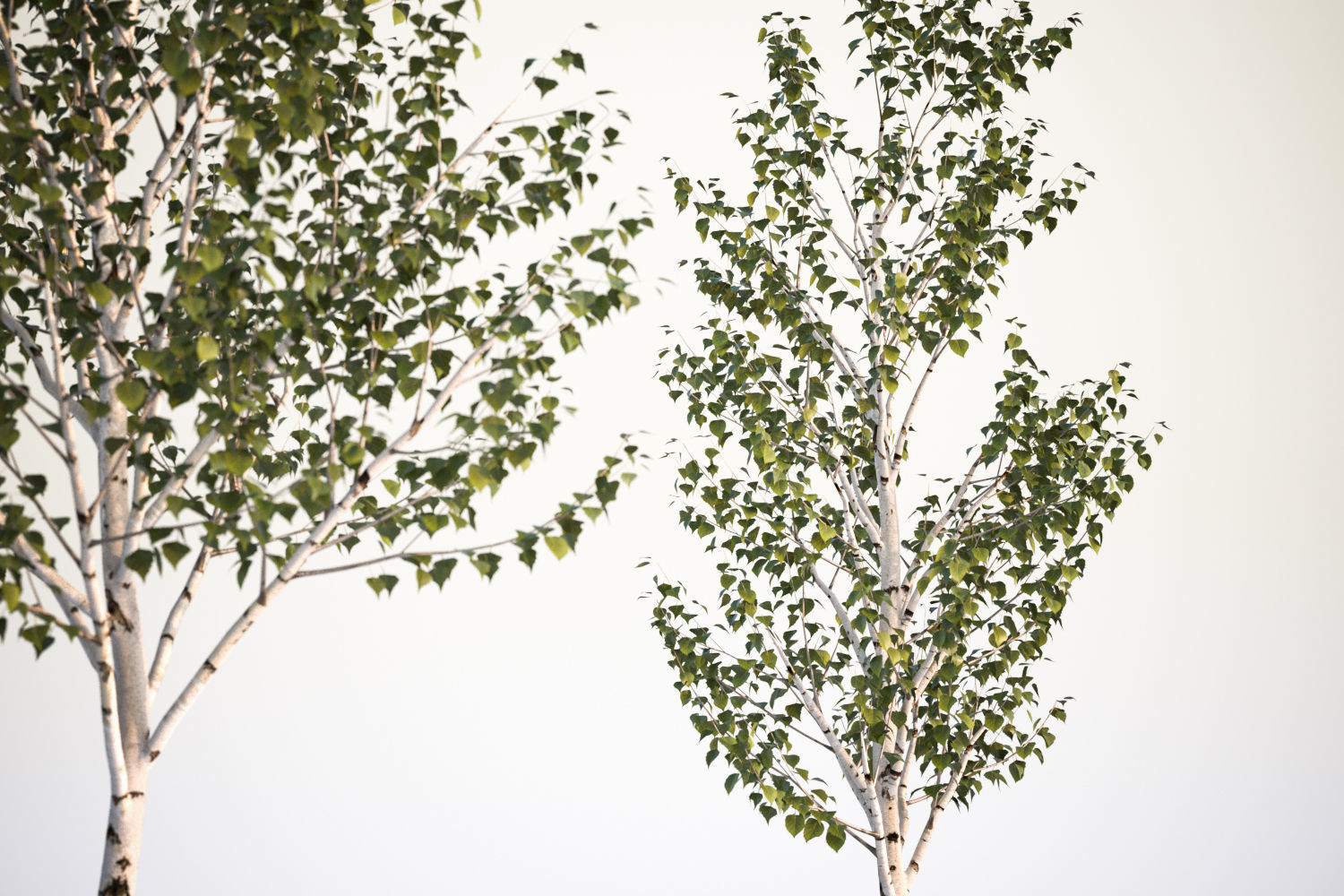 Set of deciduous trees 3D model_4