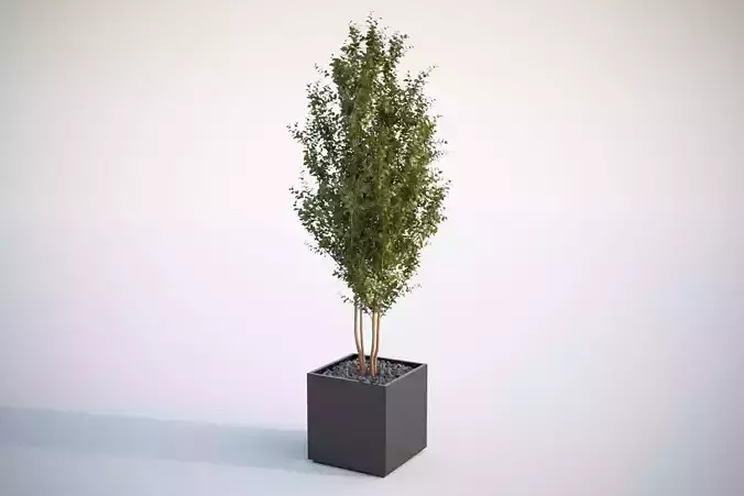 Tall tree in planter