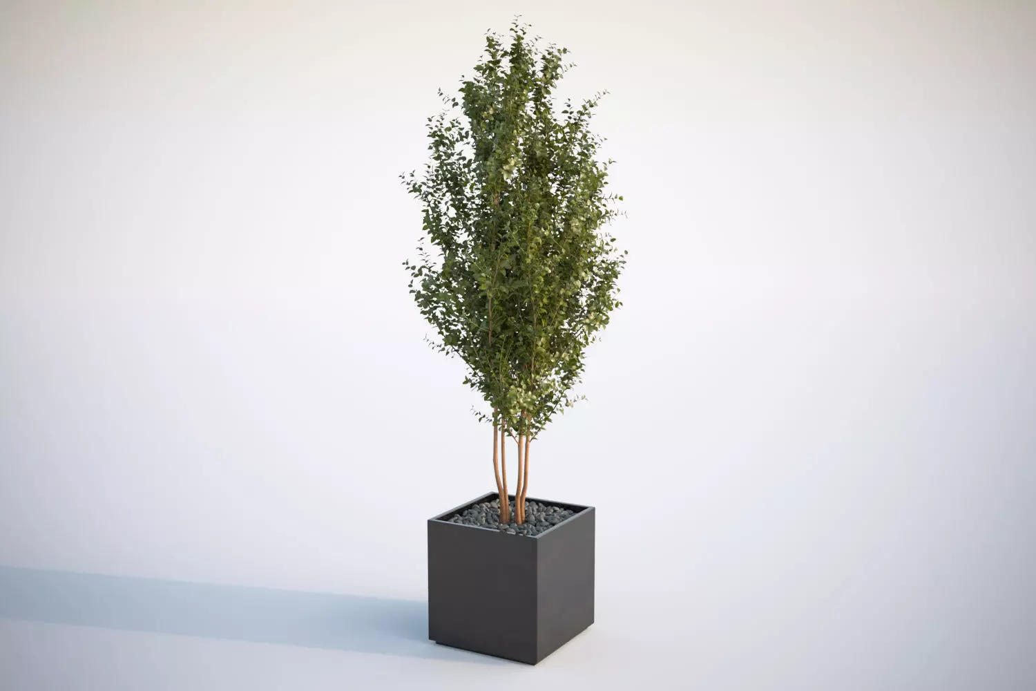 Tall tree in planter 3D model