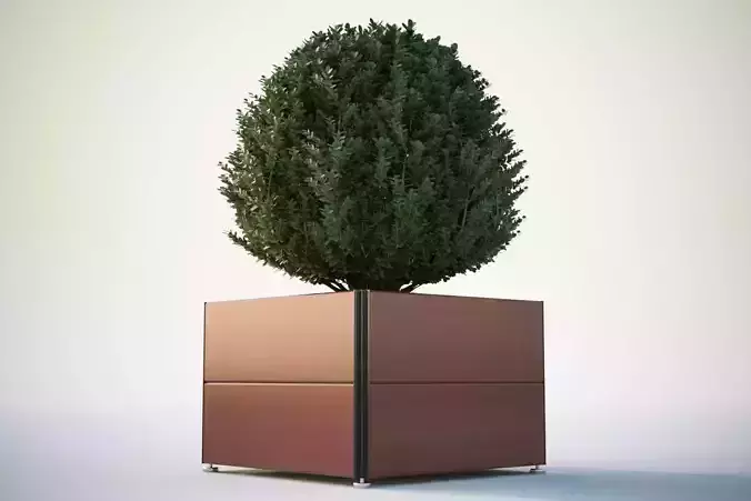 Spherical bush in a pot