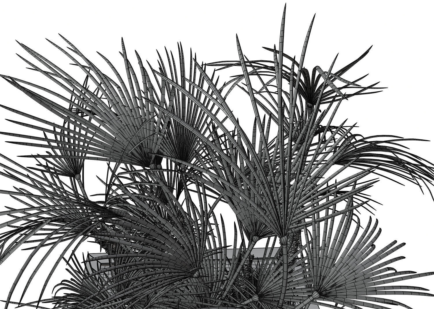 Huge palm tree in the pot 3D model_9