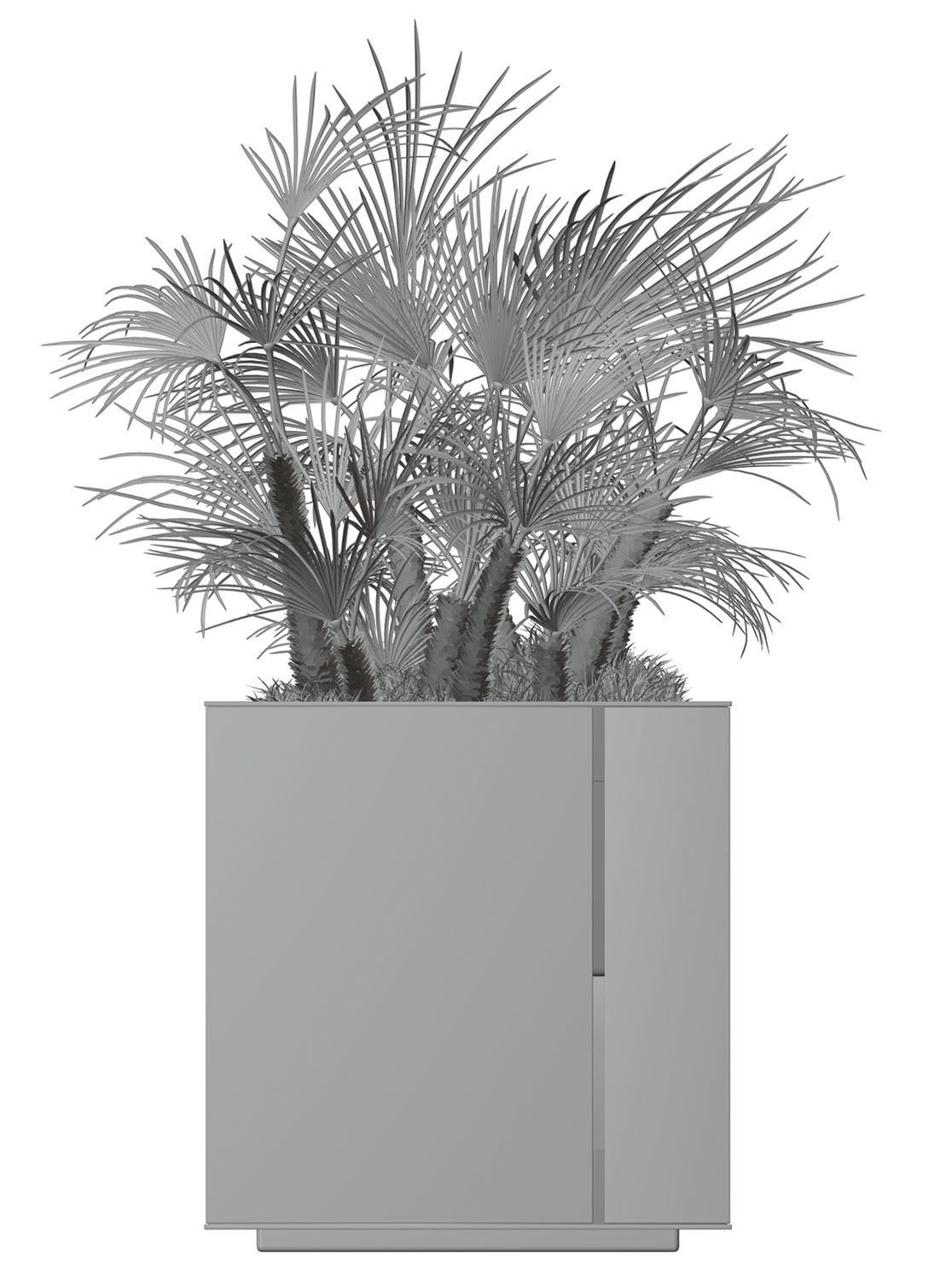 Huge palm tree in the pot 3D model_5