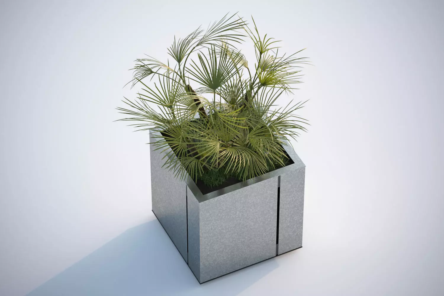 Huge palm tree in the pot 3D model_0