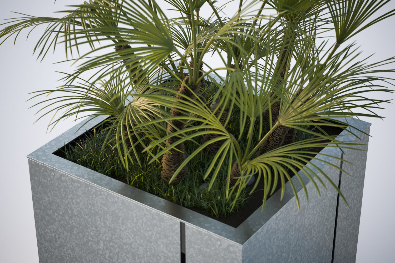 Huge palm tree in the pot 3D model_3