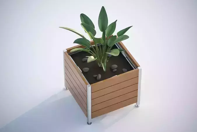 Green plant in a square pot