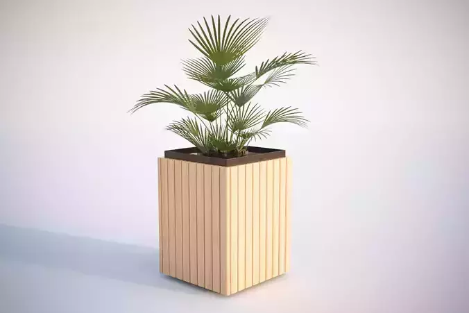 Palm tree in a high planter