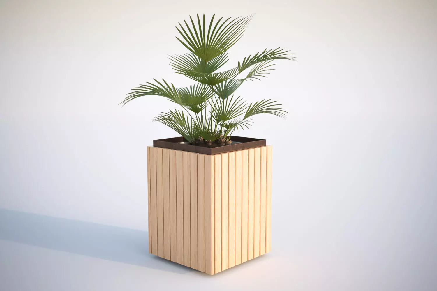 Palm tree in a high planter 3D model_0