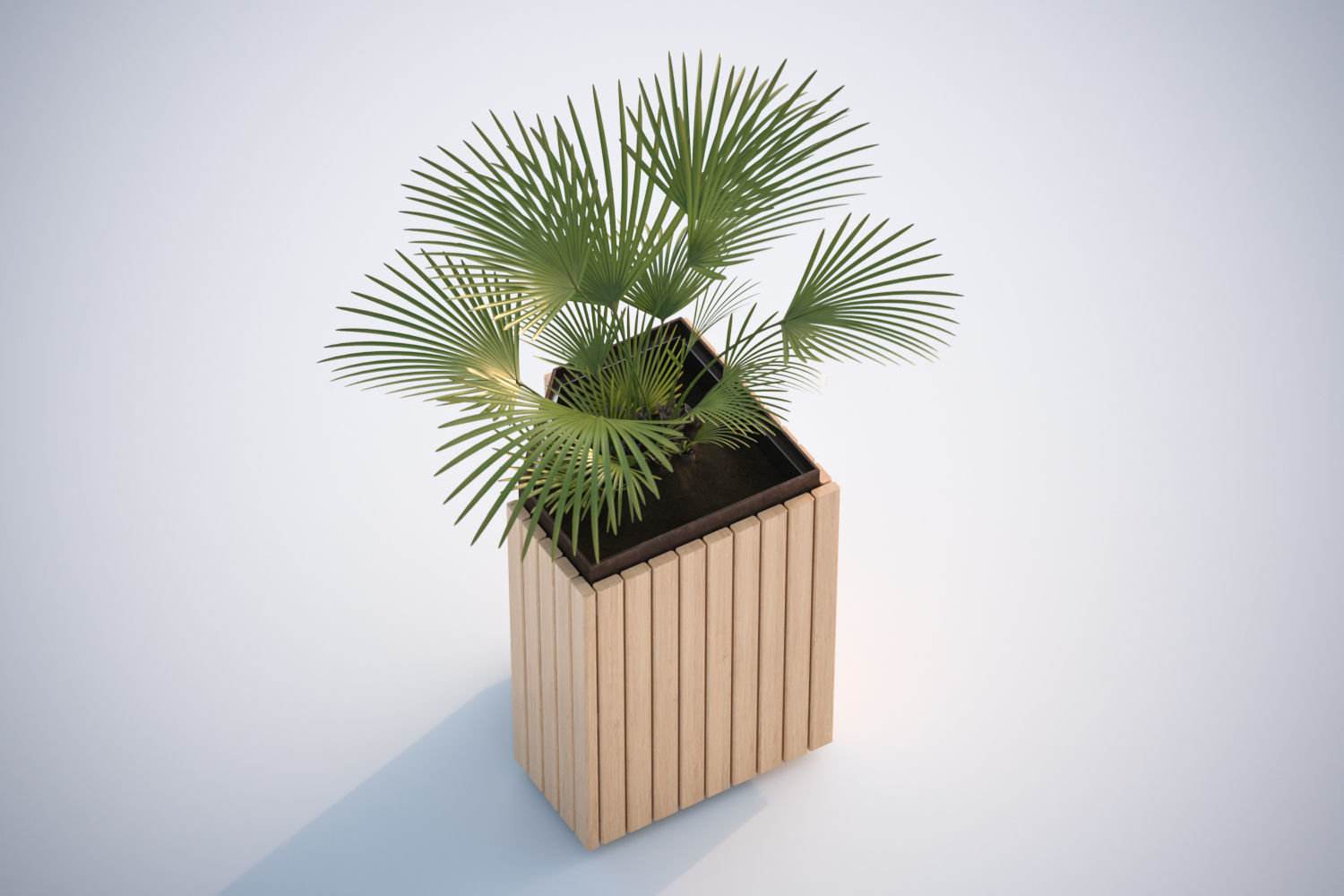 Palm tree in a high planter 3D model_4