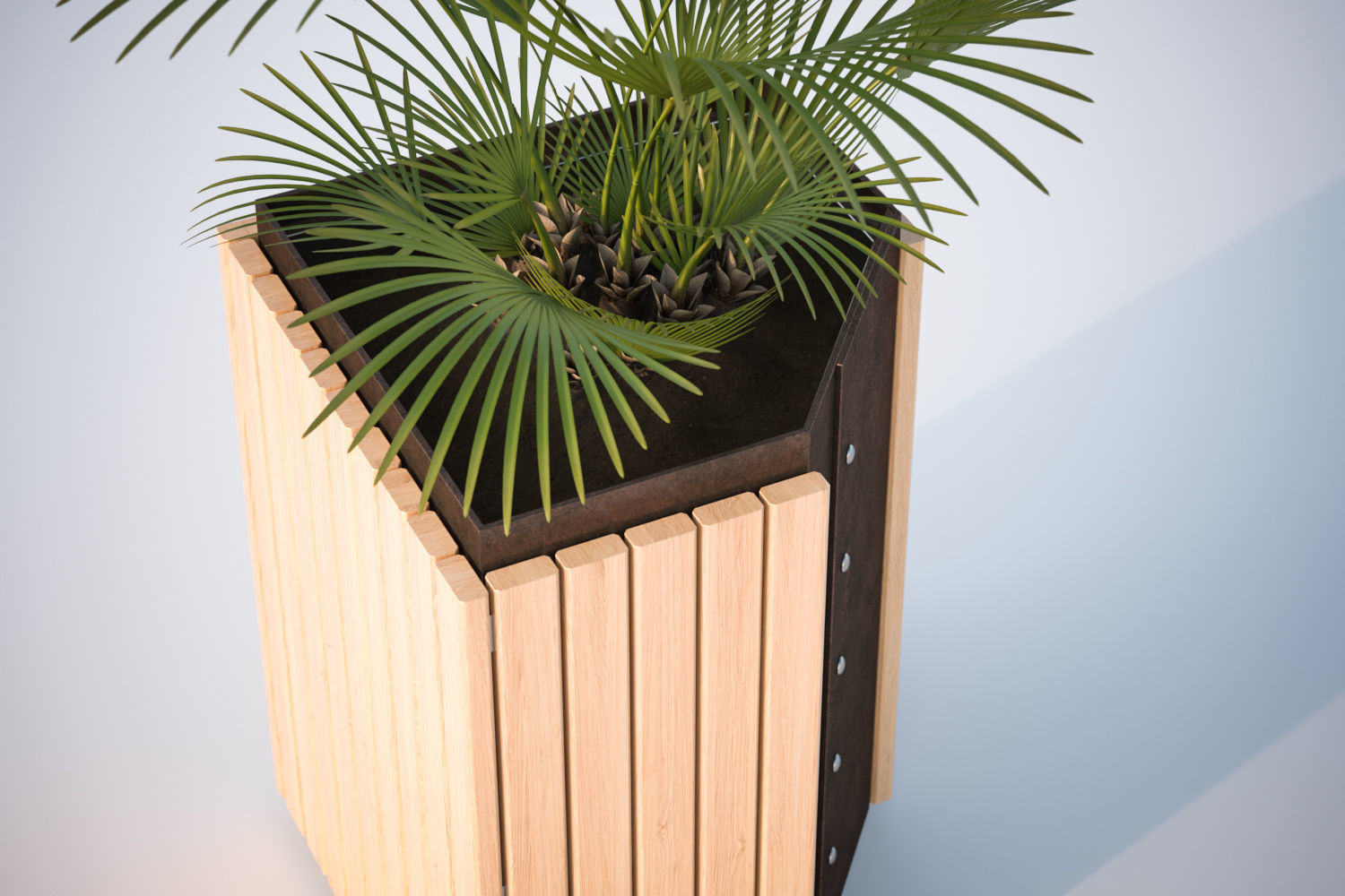 Palm tree in a high planter 3D model_2