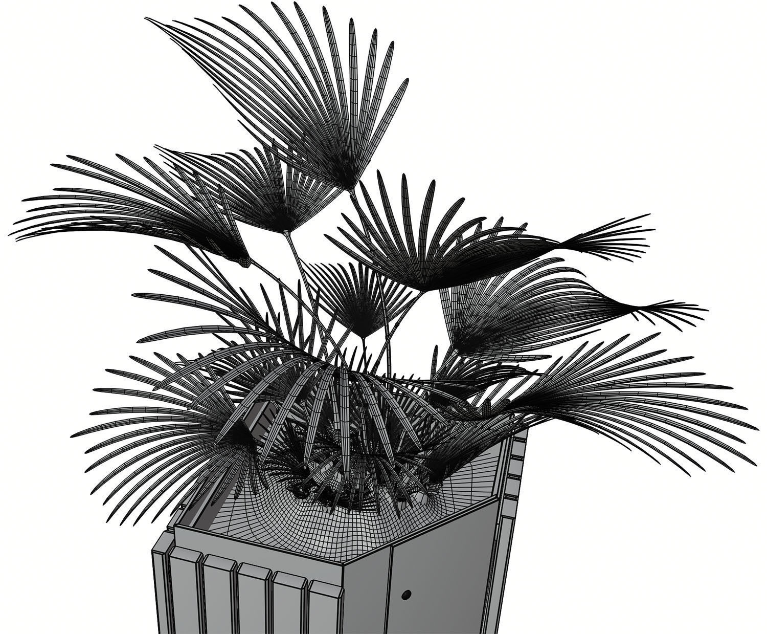 Palm tree in a high planter 3D model_8