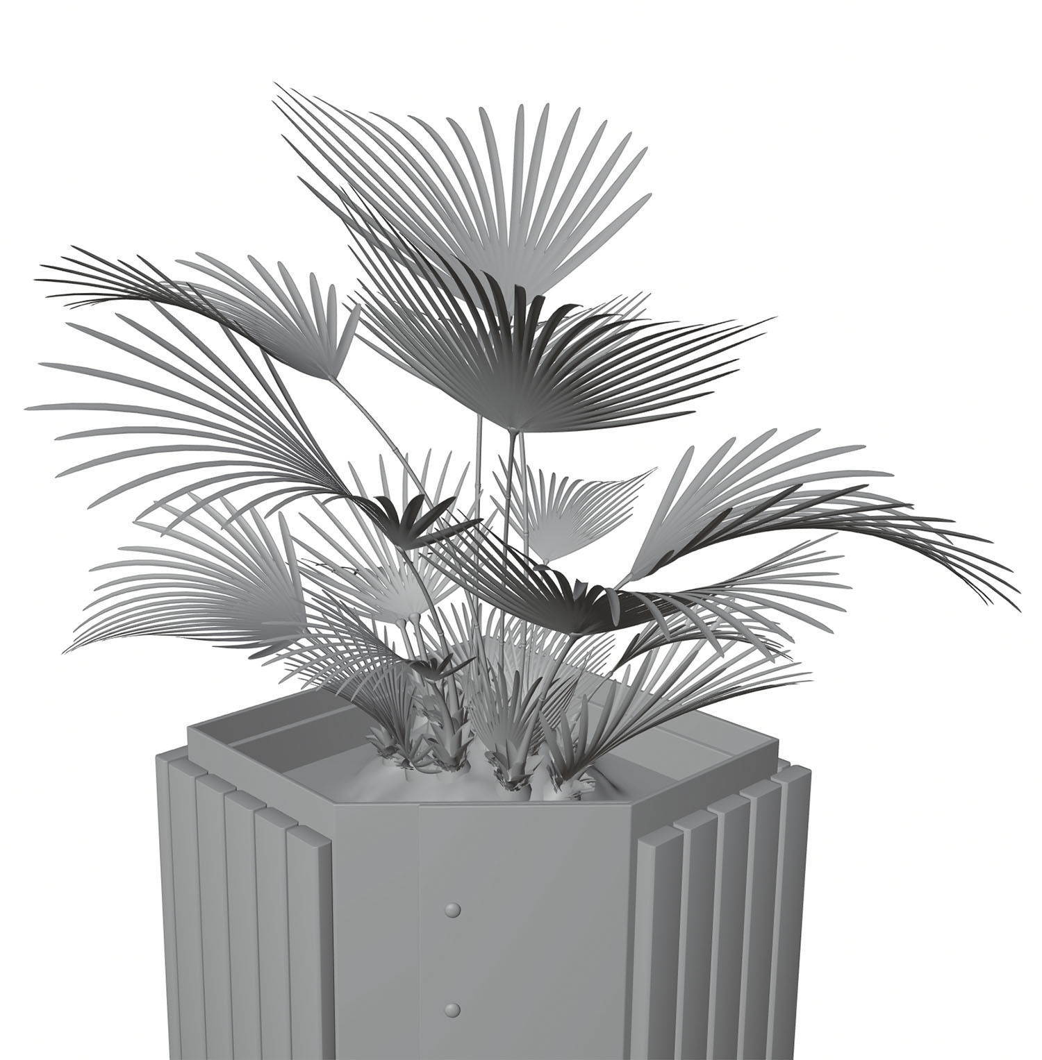 Palm tree in a high planter 3D model_6