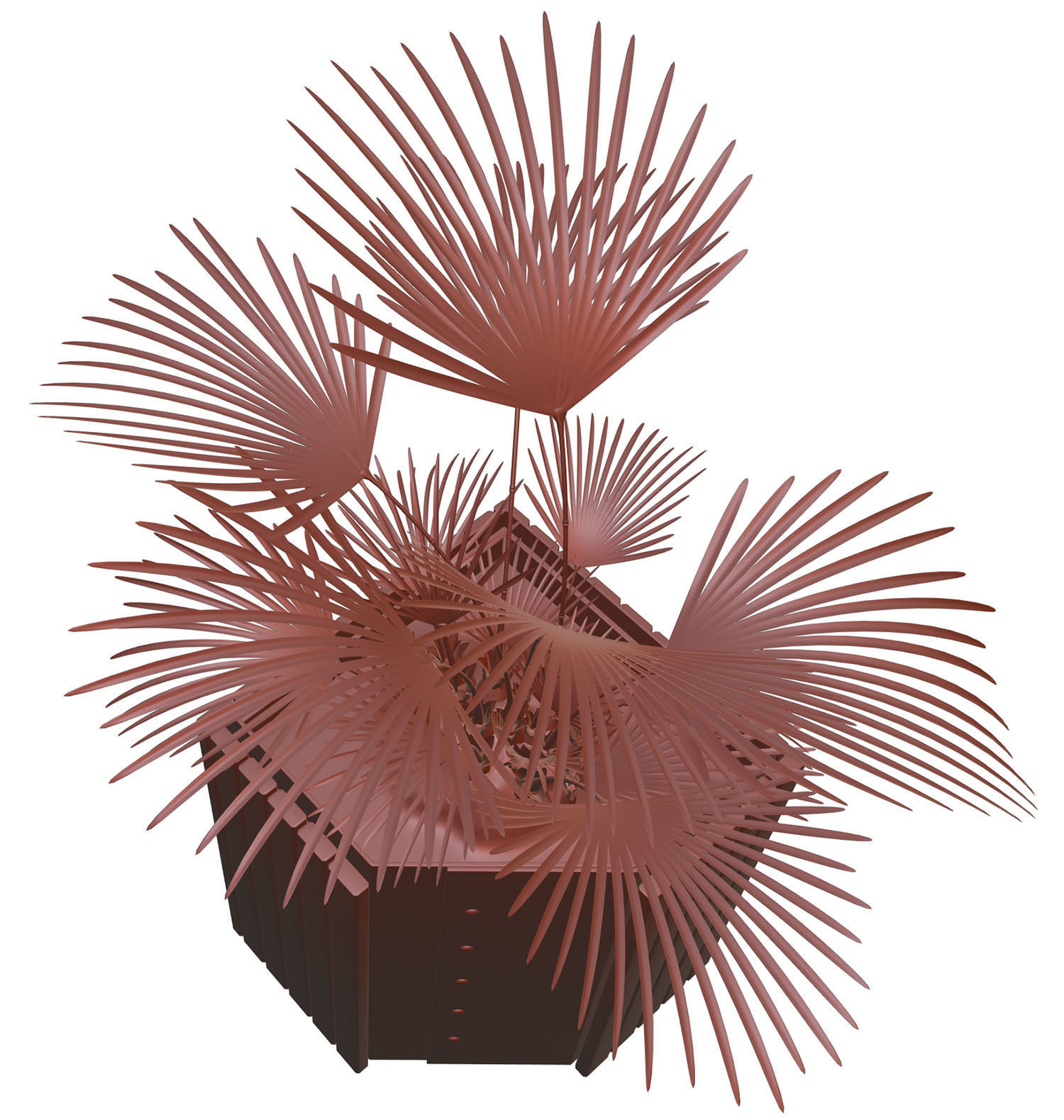 Palm tree in a high planter 3D model_12