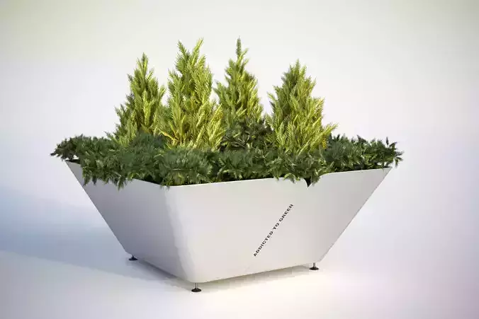 Lush green bush in planter