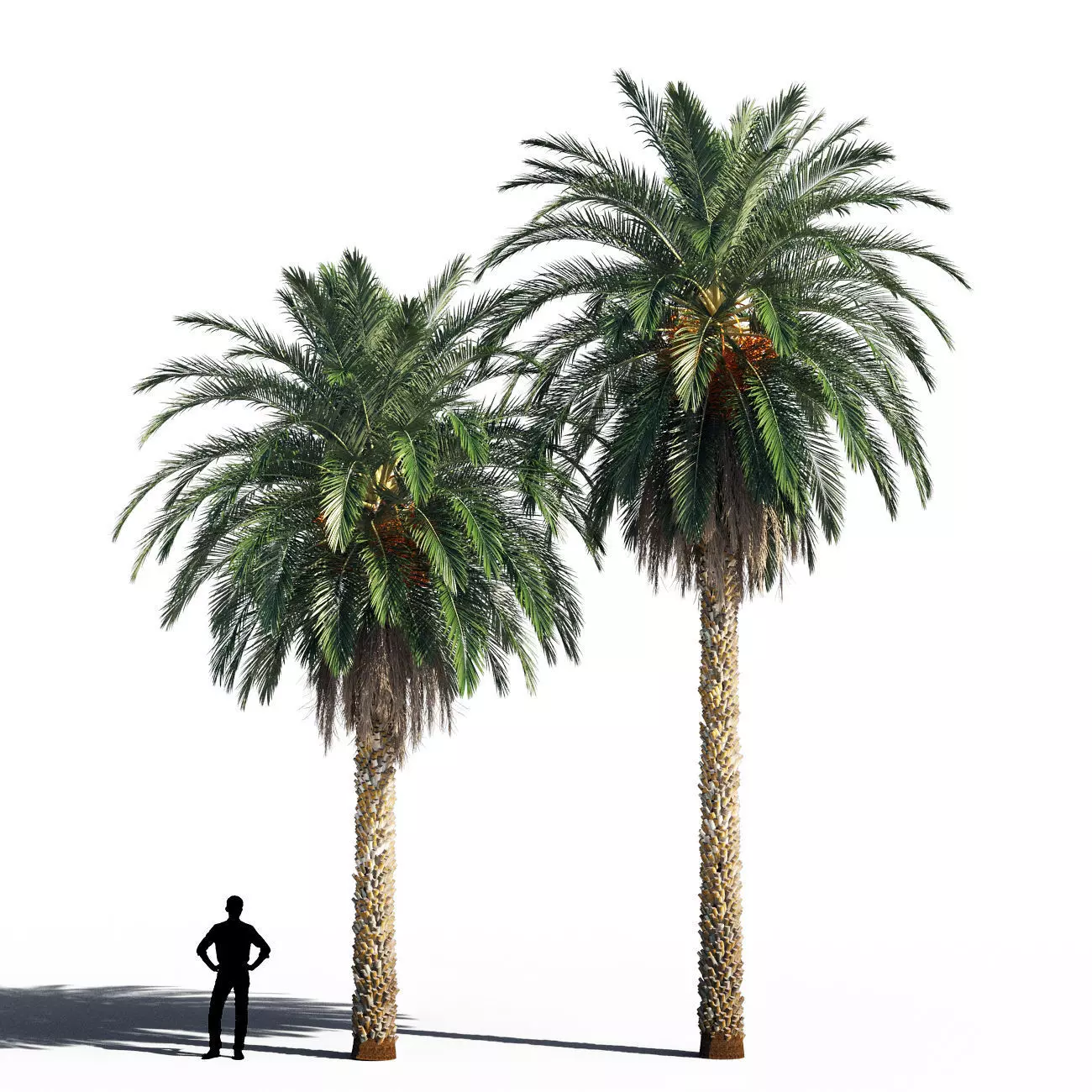 Date palm 2 3D model