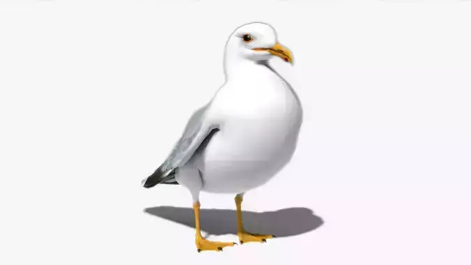 Seagull Low-poly 3D model