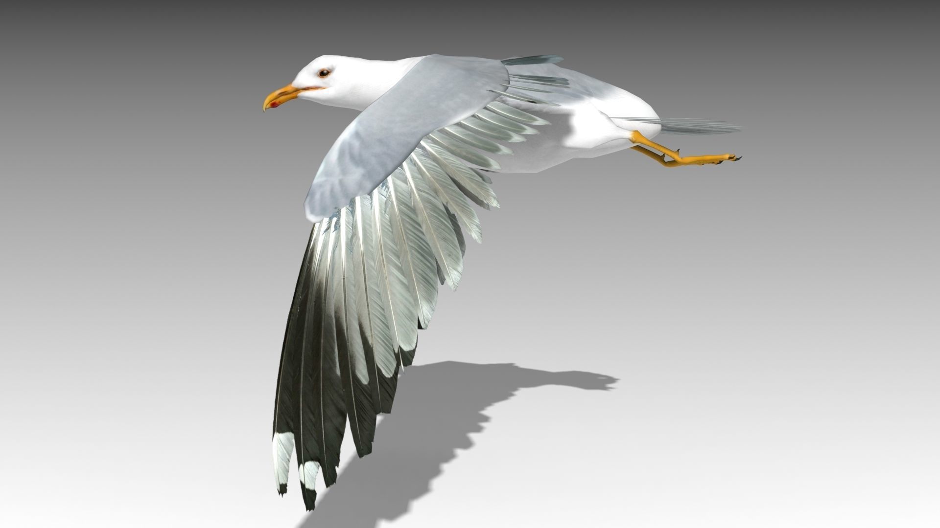 3D model Seagull VR / AR / low-poly rigged animated | CGTrader
