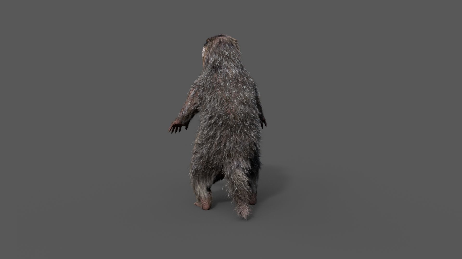 Marmot groundhog 3D model_21