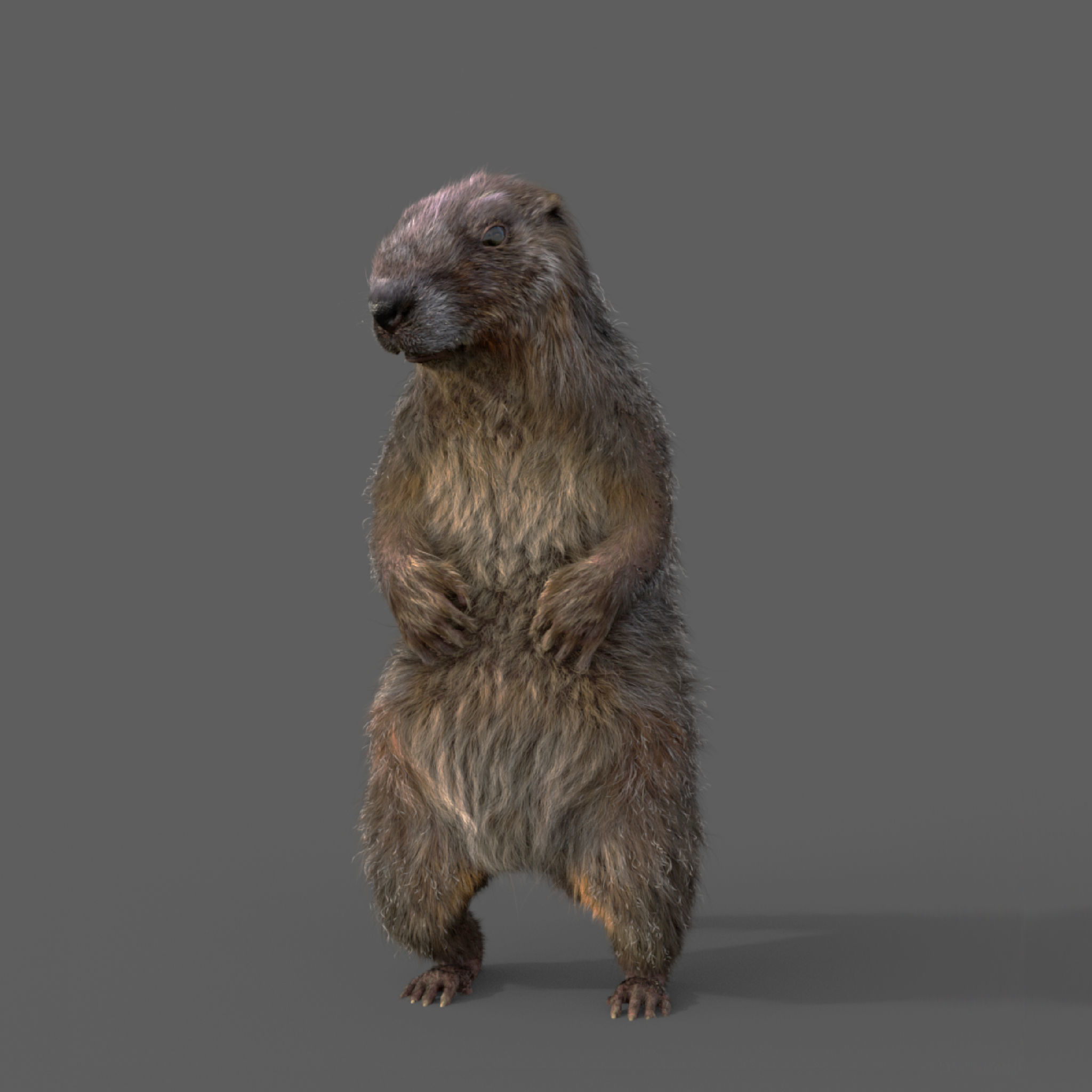 Marmot groundhog 3D model_2
