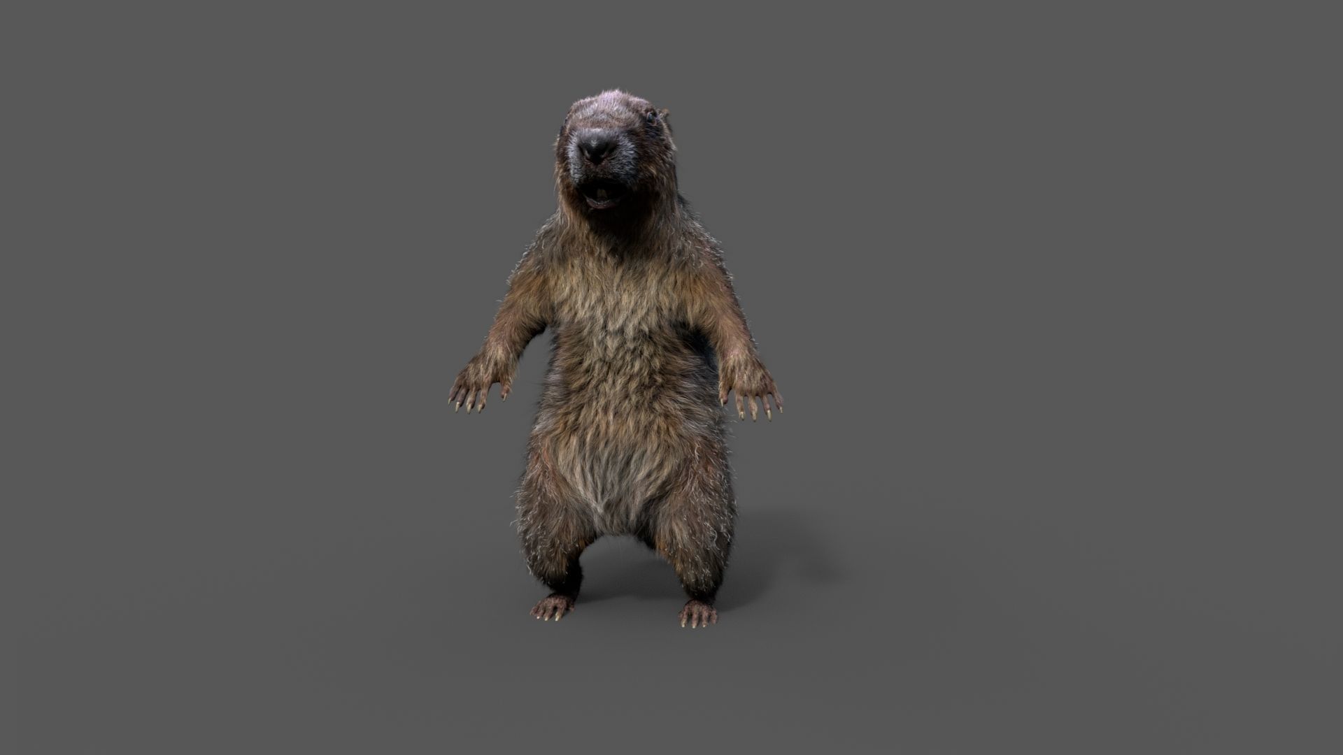 Marmot groundhog 3D model_22
