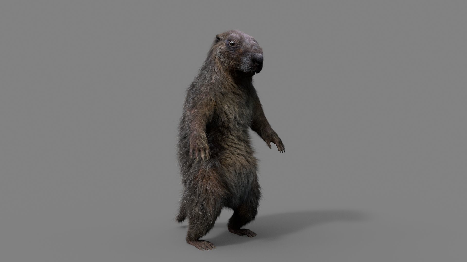 Marmot groundhog 3D model_4