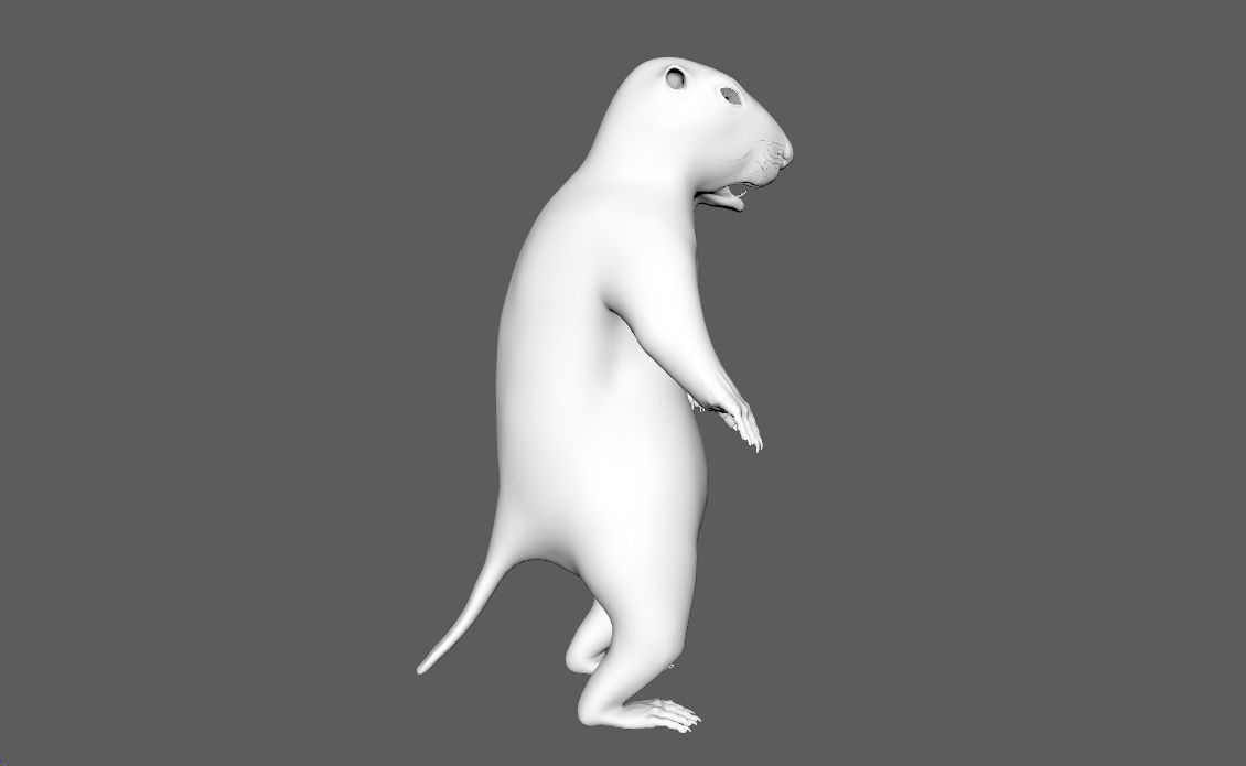 Marmot groundhog 3D model_7