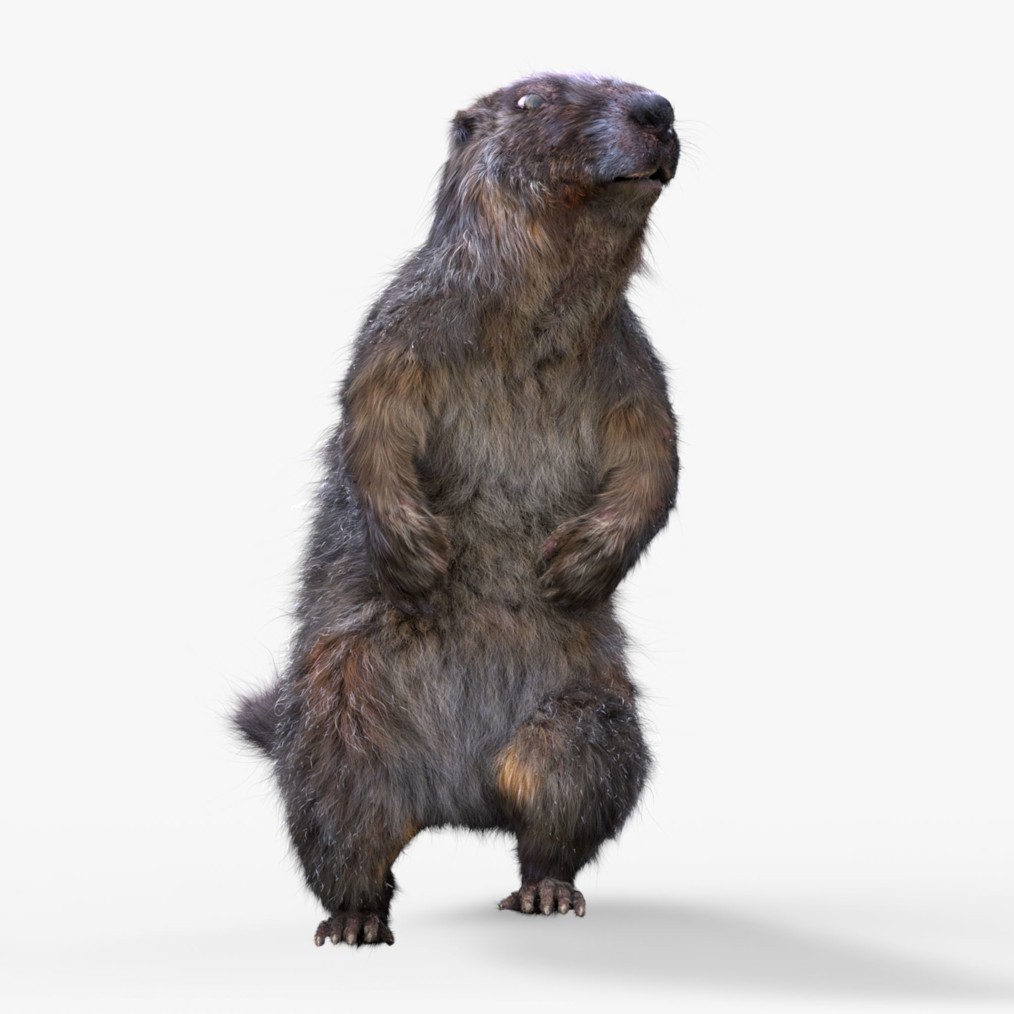 Marmot groundhog 3D model_1