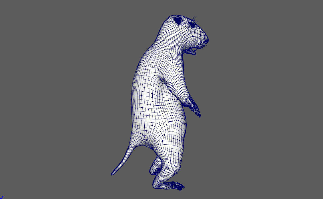 Marmot groundhog 3D model_13