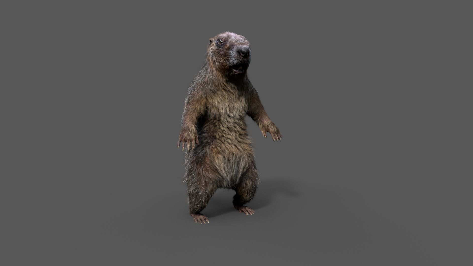 Marmot groundhog 3D model_23