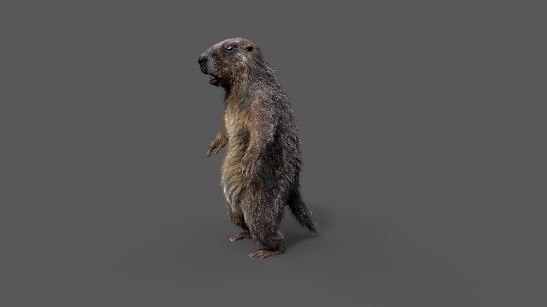Marmot groundhog 3D model_25