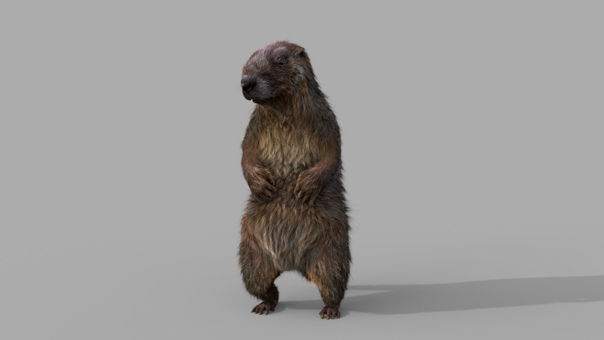 Marmot groundhog 3D model_5